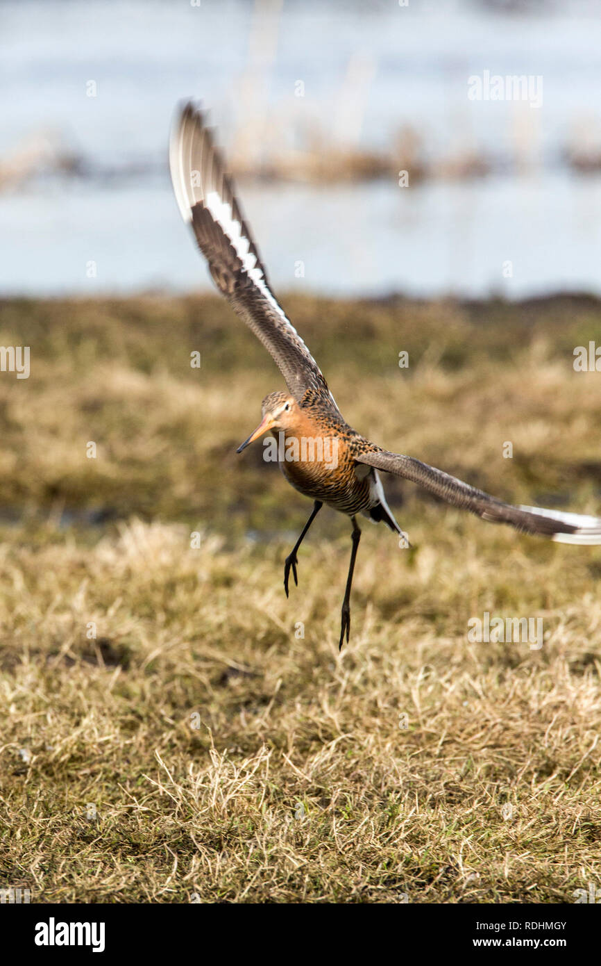 Paesi Bassi, Ouderkerk aan de Amstel, Polder chiamato Landje van Geijsel, un luogo per recuperare dopo il lungo viaggio dall'Africa per tailed godwits ( Lim Foto Stock