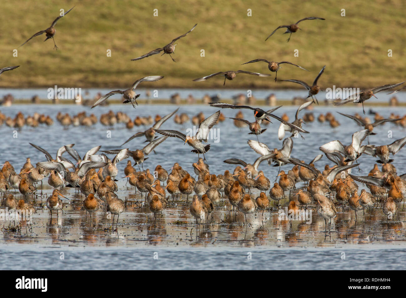 Paesi Bassi, Ouderkerk aan de Amstel, Polder chiamato Landje van Geijsel, un luogo per recuperare dopo il lungo viaggio dall'Africa per tailed godwits ( Lim Foto Stock