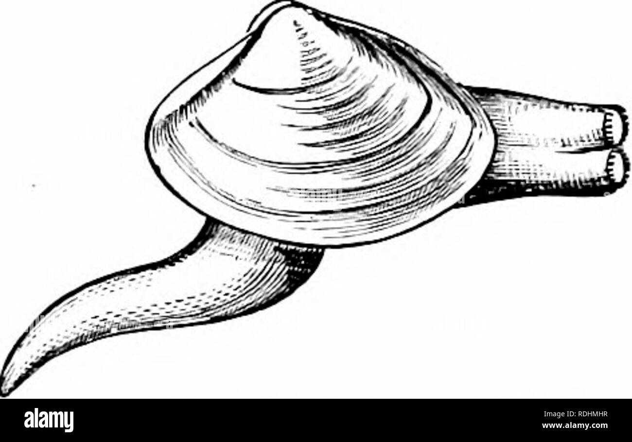 . Storia naturale di animali;. Zoologia. Fig. 444. - C^-therea. Ridotta. Fig. 445. - Mactra. Great West Indies. La Gran Bretagna. Fig. 447 -Tel- Fig. 448.- Tellina. .Lina. Stati Uniti. Stati Uniti. Fig. 446. - Tclliiin. La Gran Bretagna. Fig. 449. - Razor Shell o Solen molto ridotta. Entrambe le sponde dell' Atlantico. E Pholades Shipworms. Pholades hanno il guscio molto duro e ruvido, come un ra.sp, e scavano in tutti i tipi di sostanze, anche in pietra. Shipworms sono lunghi MoUusks, guardando come. Si prega di notare che queste immagini vengono estratte dalla pagina sottoposta a scansione di immagini che possono essere state migliorate digitalmente Foto Stock
