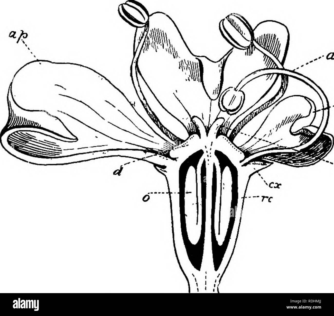 . Botanica elementare . La botanica. POLYPETAL^âUMBELLIFER^ 147 Cow-pastinaca, e ad un grado inferiore di carota, i fiori (fig. 183) in corrispondenza del margine della infiorescenza zygomorphic sono da ..Un. -M -.Sg Fig. 183.âVertical sezione di un marginale zygomorphic fiore di Herachum sphondylium, motivo della speciale allargamento dei petali anteriore (AP), che sono rivolte verso l'esterno. Sepali (ex) cinque o nessuno; quando è presente il calice è piccolo e non è ri- /Â Â" presentata da cinque denti; in alcuni ombrella- liferae il calice è assente. Petali {ap, pp), cinque distinti, spesso piegato verso l'interno in corrispondenza delle loro estremità. Stame Foto Stock