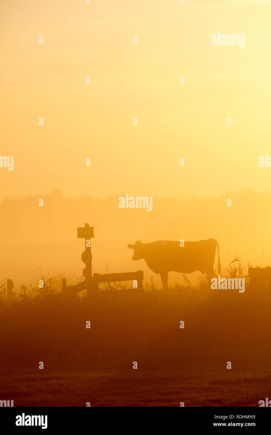 I Paesi Bassi, Weesp, riserva naturale Naardermeer. Cow nella nebbia di mattina. Foto Stock
