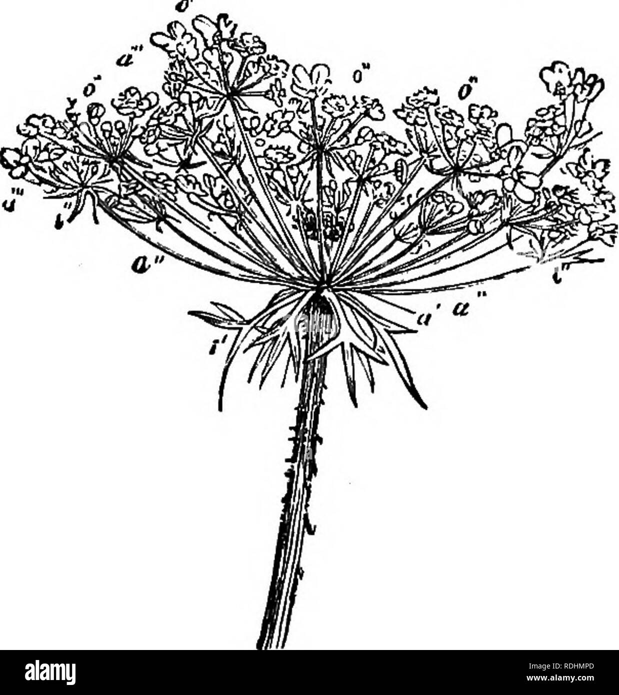 . Un manuale di botanica : essendo una introduzione allo studio della struttura, la fisiologia e la classificazione delle piante . La botanica. INDBEINITE INFLOEESCENCB. 179 circondato da una guaina o bract spathe, e quindi costituisce un spadix, che possono essere semplici, come nell'Arum maculatum (fig. 260), o di ramificazione come di palme. Un orso spike- ing fiori femminili solo e coperto con scale, o è un strobilus, come nel salto; o un cono, come nel FIR (figg. 217, 218). In erbe ci sono usu- alleato numerosi fiori sessili disposti in piccoli picchi, chiamato Locustm o spihelets, che sono sia impostato strettamente Foto Stock