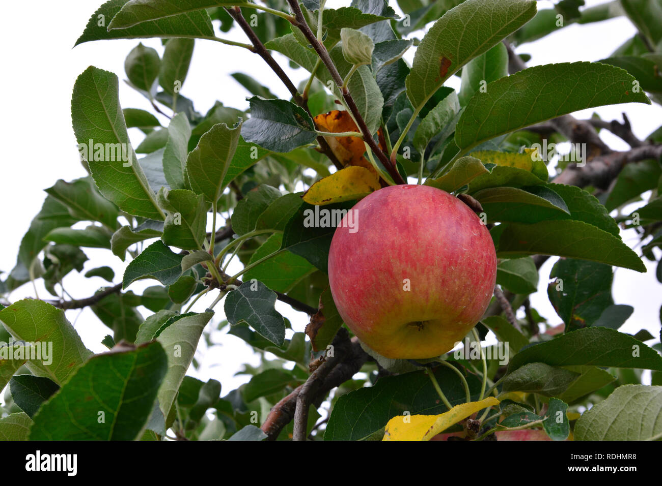 Cripps pink apples immagini e fotografie stock ad alta risoluzione - Alamy