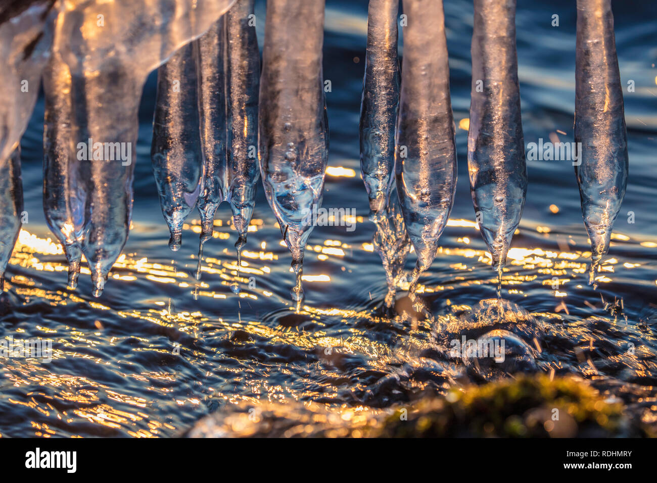 I Paesi Bassi, Nederhorst den Berg, ghiaccioli. L'inverno. Frost. Il ghiaccio. Foto Stock
