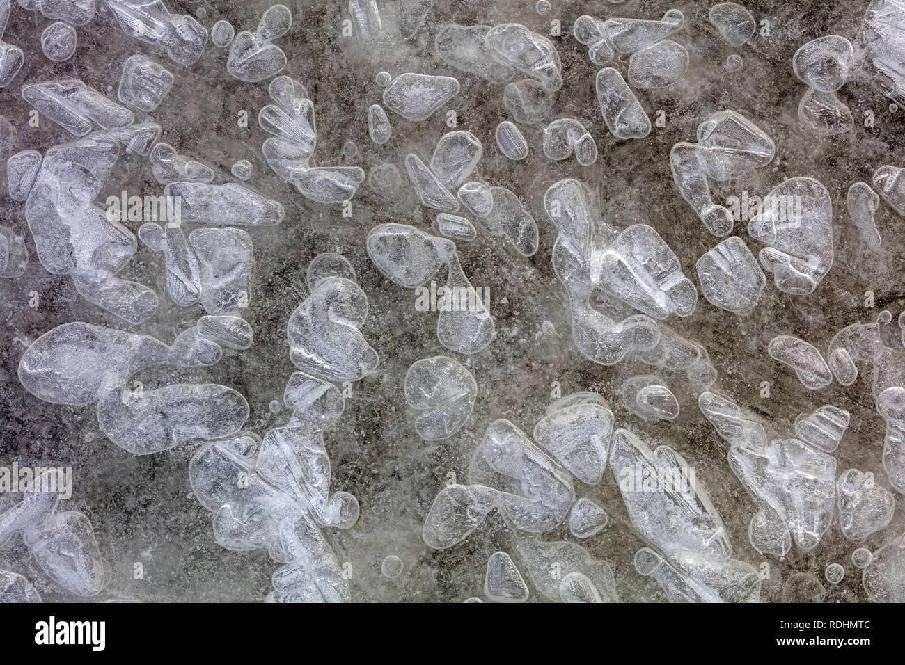 I Paesi Bassi Naarden. Close-up di forme di ghiaccio. L'inverno. Frost. Foto Stock