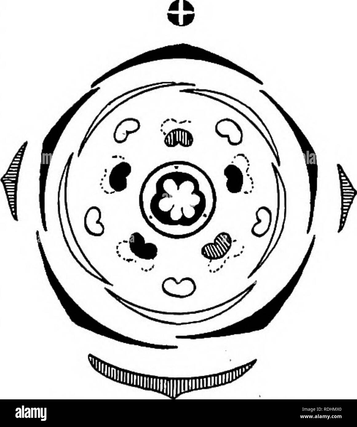 . Botanica elementare . La botanica. Sezione verticale del fiore di Stellaria media. Carpels tre, syncarpous, superior : tre stili : ovaie (pv) one-chambered, con molti ovuli su una centrale di placenta. Frutta (fig. 124) una capsula, apertura da sei valvole. Seme (fig. 117) di piccole dimensioni, a forma di rene, con perisperm. Variazioni del fiore.-i sepali e carpels rimangono costanti in numero (ex- cepting che molto raramente i sepali possono essere in numero di sei). In alcuni fiori i cinque stami che dovrebbe essere opposto i petali si vogliono: in altri ci sono solo tre stami, che sono di fronte a tre sepali : in s Foto Stock