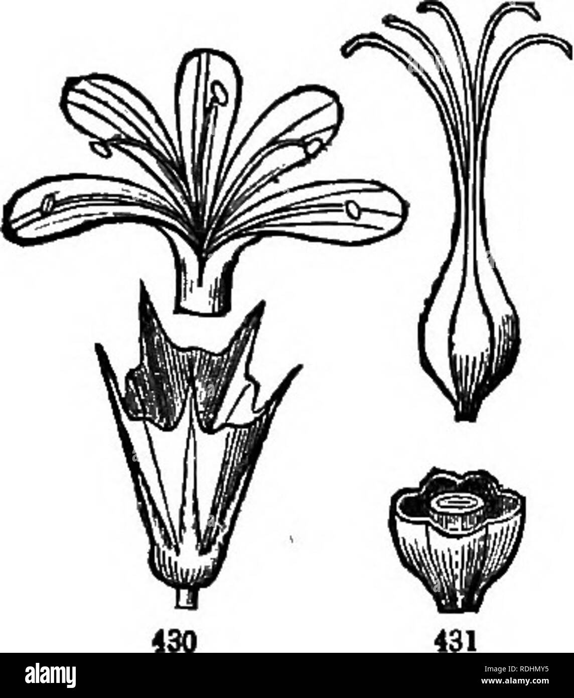 . La botanica per giovani e scuole comuni : come le piante crescono, una semplice introduzione alla botanica strutturale : con una flora popolare o una disposizione e descrizione del comune sia di piante coltivate e selvatiche su : illustrato da 500 incisioni in legno . La botanica. FLORA popolare. 173. 57. Famiglia LEADWORT. Ordine PLUMBAGINACEJE. A noi noti in due impianti soltanto, vale a dire il Marsh-Eosbmary sulla costa e la parsimonia nei giardini; conosciuto da aventi un secco e scaglioso ad imbuto del calice e 5 petali uniti solo' alla loro base, con un stame prima di ciascuna e 5 stili su una sola-seeded ovaio. Fiori (rose-colore) in un ro Foto Stock