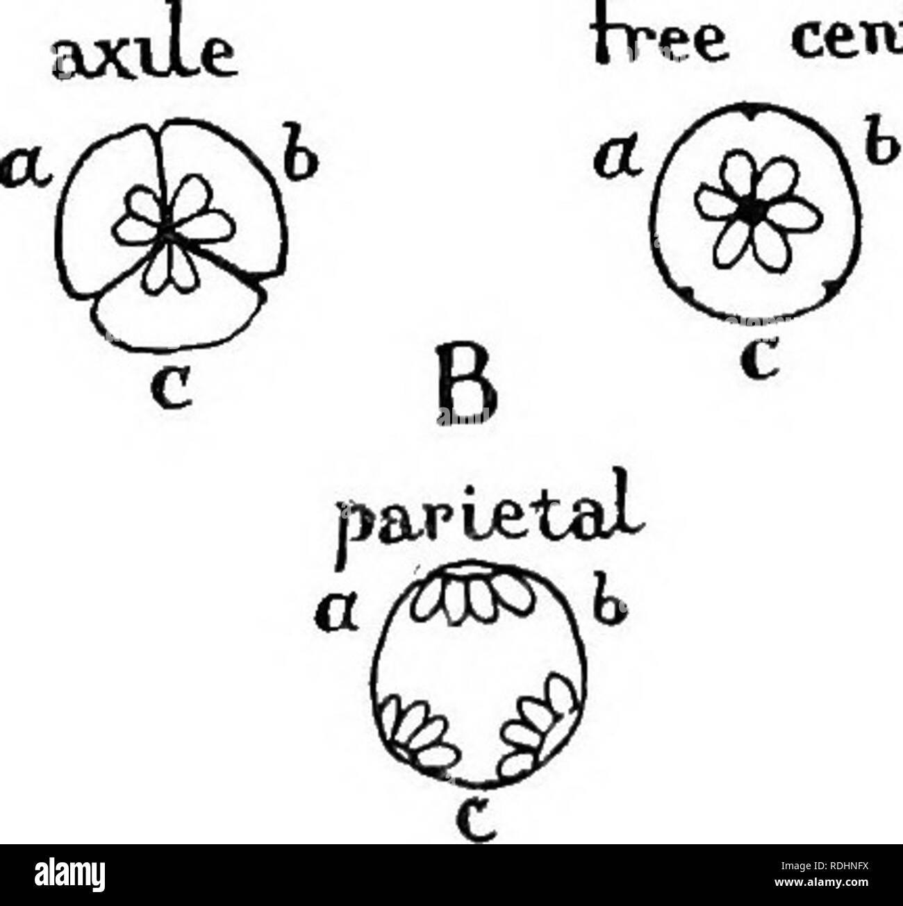 . Elementi di biologia vegetale. La fisiologia vegetale. Fig. 6i.-A piano terreno di un fiore (schema floreali) mostrante cinque sepali liberi (nero), cinque libera alternata petali, dieci stami in due vortici alternata di cinque ciascuna e tre free (apocarpous carpels). B, sezioni trasversali di syncarpous ovaie di tre carpels ogni (a,b,c), che mostrano differenti tipi di placentazione: axiU (nota corrispondenza di placentae con quelli dell'carpels in un), libera centrale (l'infolded carpel pareti sono scomparse, lasciando una centrale fa colonna), e (parietali non carpels infolded, margini unite a formare luogo Foto Stock