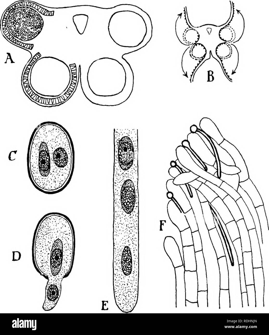 . Elementi di biologia vegetale. La fisiologia vegetale. Antera, polline e tubi di polline 347. Fig. 58.-sviluppo del polline (microspore). A sezione trasversale di antera che mostra quattro sacche di polline (microsporangia), uno pieno di granelli di polline (microspore) ; anche strato fibroso di parete e fascio vascolare. B, sezione trasversale di antera aperto con le pareti delle sacche di polline si voltò indietro. Le linee tratteggiate mostrano la loro posizione originale e le frecce della direzione del movimento quando si rompono aperto. C, granello di polline con il nucleo (a destra) e " generi- tion cella", che rappresenta il " prothallus maschio &q Foto Stock