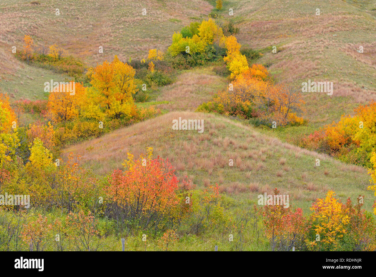 Il fogliame di autunno sulle pendici del Qu'appelle River Valley, Qu'appelle Valley, Saskatchewan, Canada Foto Stock