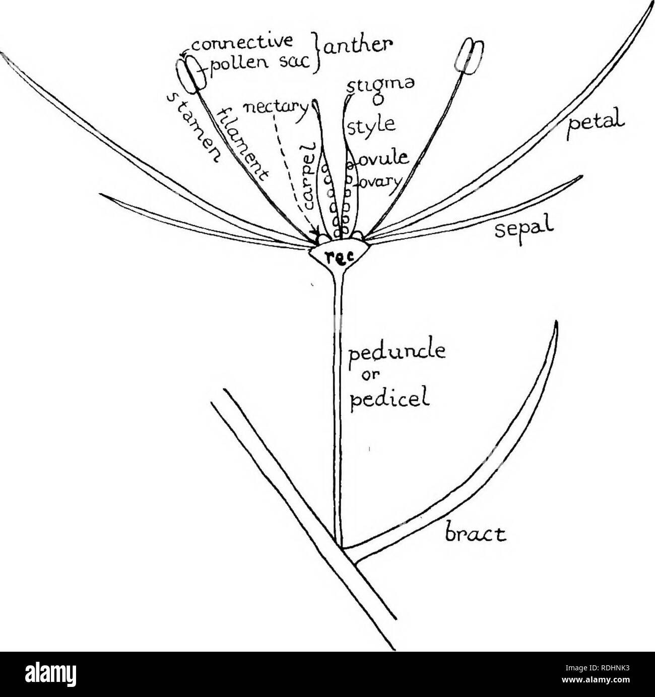 . Elementi di biologia vegetale. La fisiologia vegetale. 34^ IL FIORE ogni stame ha una levetta, il filamento, e porta (solitamente due) coppie di microsporangia, che sono noti come il polline sacs, che insieme formano il antera o testa della stame. Quando è maturo il polline sacs sono fuU. Fig. 57.âDiagram che mostra le parti di un fiore. di granelli di polline (microspore) (Fig. 58. A). Il più alto whorl di fiori foglie, che occupa il centro del fiore, è chiamato gynsecium,' e le sue foglie il carpels.'^ un carpel è una foglia ripiegata con i suoi margini â greco, yvv/i, ywouKdg (gune, gunaikos), una donna, perché il FEM Foto Stock