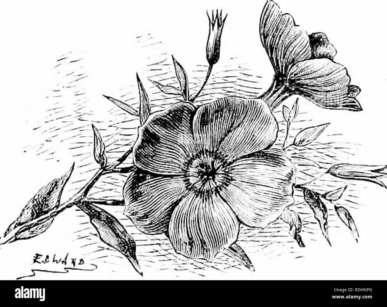 . Familiarità fiori da giardino . Fiori e piante ornamentali,; floricoltura. 124 FA][1BUGIARDO GARDF.X FIORI. difettoso e fissando un filo di superare la finezza e la grande strengtli. Per quanto riguarda la forza tlie, infatti, alcuni campioni tliat sono sottili come tlie fili di una tela di ragno sono tuttavia come strone: come un filo metallico. Il risultato di tutto questo è la cura che il thread vale il suo ^otto in oro prima della realizzazione della stringa inizia. Vi è ora molto meno filo utilizzato nella produzione di merletti a buon mercato, ma alcuni fabbricanti di Bruxelles a mantenere elevata la qualità per la quale la loro città ha da lungo tempo Foto Stock