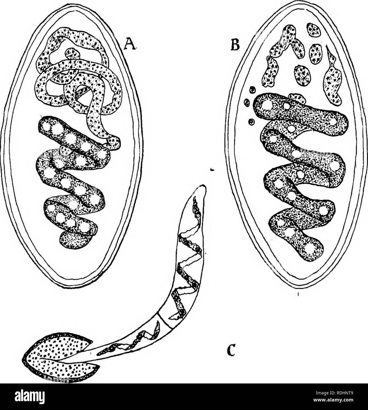 . Elementi di biologia vegetale. La fisiologia vegetale. La differenziazione dei gameti 211 in alcune specie, ad esempio le celle che formano i gameti maschili sono a volte più brevi di quelli costituenti l. Fig. 32.-A e B, due stadi di sviluppo dello zigote di una specie di spirogire in cui la parete è trasparente e il cloroplasto del gamete maschile è una malattia degenerativa e rottura. Il cloroplasto del gamete femminile produce da solo i cloroplasti delle cellule del nuovo singolo, x 800 (dopo Chmielevsky). C, la germinazione di zigote : due celle di nuovo individuo sono prodotte, x 395. le femmine e i Foto Stock