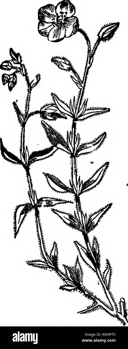 . La botanica di accademie e scuole: consistente di sviluppo di pianta e la struttura da alghe marine per la clematide. La botanica; 1889. 170 Academic botanica. crescere,^^ soprattutto nel Cypress-lasciava Morning-Glory,-reach out come le braccia di un bambino coaxing per essere abbracciato; essi si muovono lentamente in un cerchio fino a trovare un supporto, allora essi lo spago su di esso, mantenendo la stessa direzione di movimento e che nessun artificio può invertire o modificare. I tentacoli della Passione di fiori si comportano nello stesso modo; ma qui possiamo vedere una maggiore intelligenza,-per appena un puntello è trovato il viticcio fissa dalla sua punta per il soggiorno in questo hotel e la Foto Stock . La botanica di accademie e scuole: consistente di sviluppo di pianta e la struttura da alghe marine per la clematide. La botanica; 1889. 170 Academic botanica. crescere,^^ soprattutto nel Cypress-lasciava Morning-Glory,-reach out come le braccia di un bambino coaxing per essere abbracciato; essi si muovono lentamente in un cerchio fino a trovare un supporto, allora essi lo spago su di esso, mantenendo la stessa direzione di movimento e che nessun artificio può invertire o modificare. I tentacoli della Passione di fiori si comportano nello stesso modo; ma qui possiamo vedere una maggiore intelligenza,-per appena un puntello è trovato il viticcio fissa dalla sua punta per il soggiorno in questo hotel e la Foto Stock