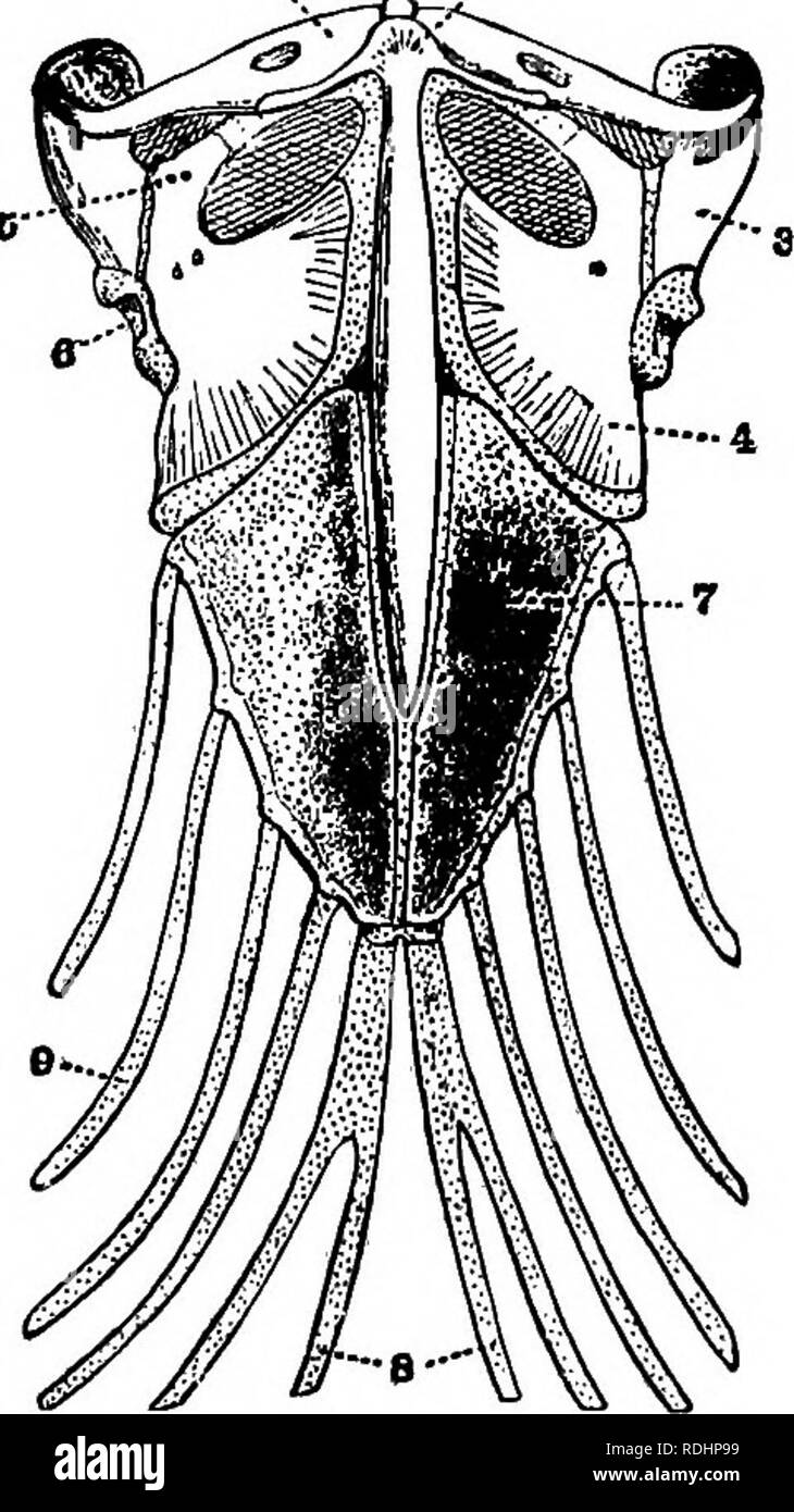 . Un manuale di zoologia elementare . Zoologia. Appendice S"3 sollevare la cerva fine dello sterno, tagliare attraverso la allega- mento dello sterno a nervature e coracoid su ciascun lato e rimuovere lo sterno. Nota : gola, raccolto ; Timo; trachea, muscoli di syrinx; cuore in pericardio, radici di arterie; il fegato, il ventriglio, il duodeno, il pancreas, ileo toracica e addominale, sacche d'aria (Fig. 302). Spostare le viscere e di esaminarle. Nota, oltre a K   .1. Fig. 417.-una vista ventrale della spalla corpino e sterno del Loemanclus longipes, una lucertola.-da Shipley e MacBride. i, Interclavicle ; 2, clavicola ; 3 Foto Stock