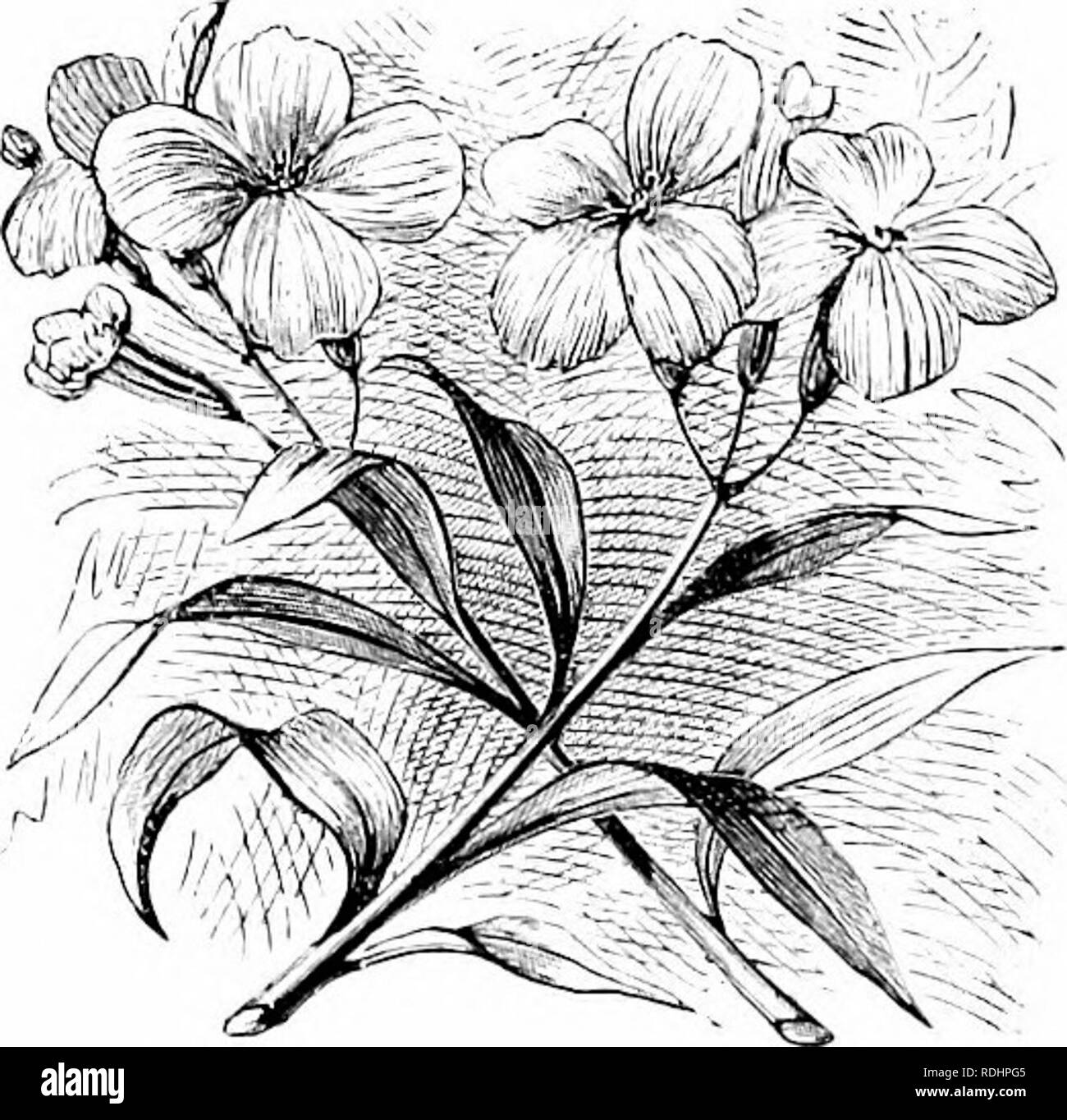 . Familiarità fiori da giardino . Fiori e piante ornamentali,; floricoltura. 4 FAMILIAS GAIiDEN FinirERS. Piccolo fiore-ma se ho potuto capire che cosa è ARC, radice e tutti e tutto in tutti i sliould conoscere che cosa Dio e l uomo è."-Tennyson. Il Parigino giardinieri delizia i^ublic da ornare i confini "f i parchi e jii'omenades con letti di wallHowers della più bella descrizione. Loro sono cresciuti come consigliato in precedenza e sono piantati in modo da formare dense masse convessa, che durante i mesi di aprile e maggio, sono letteralmente solido con Fiery Howers. Non mescolare il sangue-rosso e viola per varietà e EMPL Foto Stock