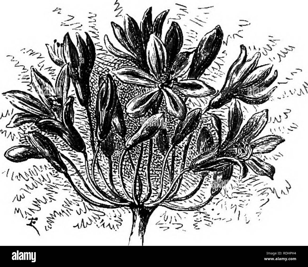 . Familiarità fiori da giardino . Fiori e piante ornamentali,; floricoltura. 72 familiarità fiori da giardino. umbellatus, comprendente uno con fiori di colore bianco puro, uno dei molto dwarf abitudine con foglie strette e uno di foglie di cui sono splendidamente variegata. Per tutti gli scopi di ordinaria, il blu più comuni varietà Robusta è la migliore. Abbiamo avuto grandi piantagioni di questa pianta, miscelata con tritomas, gladioli e gigli. Essi hanno dato ma piccolo problema e ha fatto un impressionante display dei loro vari e magnifici fiori-una sorta di " hardy gar- dening " non si vede spesso, benchè nè cos Foto Stock