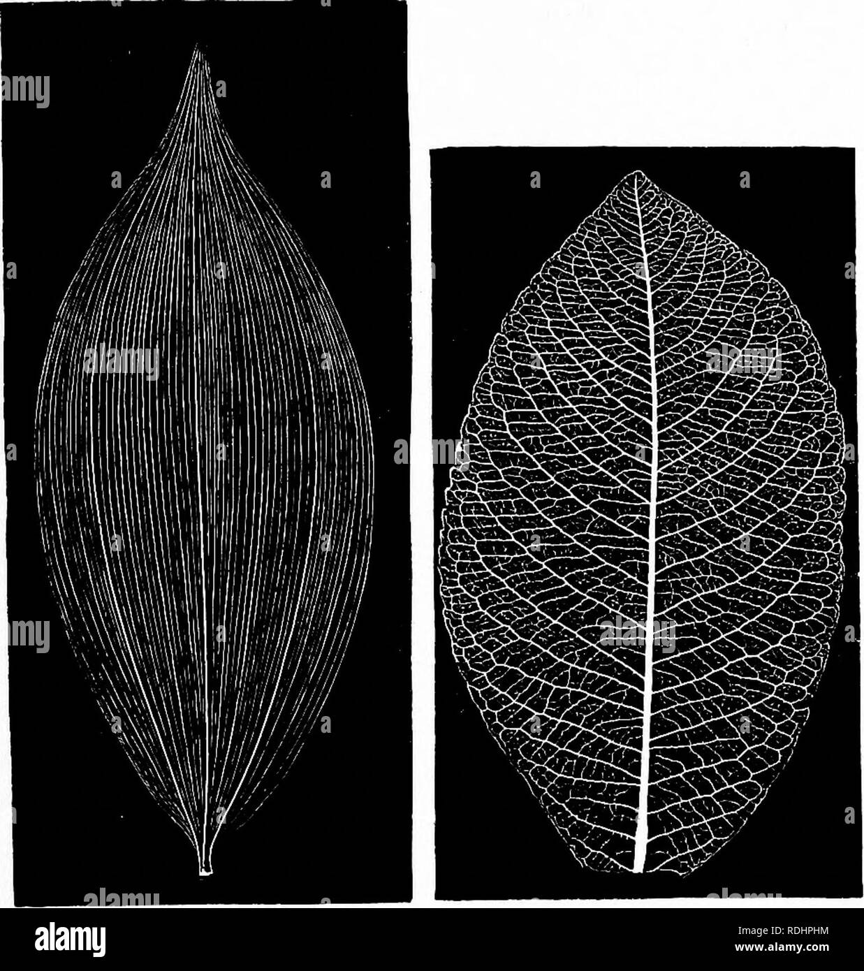 . Contorni di vita vegetale : con speciale riferimento alla forma e funzione . La botanica. Le foglie. I05 come fogliame. Per esempio, il picciolo può essere reso sensibile al contatto, ed atta ad avvolgere su oggetti sottili come un viticcio, come in clematis e i Nasturzi (fig. 100). Tali piante sono chiamati foglia-scalatori. Alcune piante sviluppano le loro foglie in forma di sacchi o. Fig. 98. Fig. gg. Pinna 98.-parallelo venatura di foglia di Polyganatum latifolium. Dimensione naturale.-Dopo la Fig. gg.-Pinnately venatura reticolare di foglia di un salice. Dimensione naturale.-Dopo Impostazioni- hausen. brocche. Questi di solito rappresentano i b Foto Stock