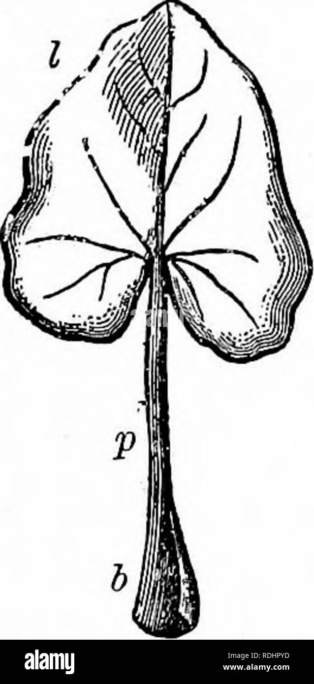 . Contorni di vita vegetale : con speciale riferimento alla forma e funzione . La botanica. Le foglie. 99 foglie di base è sempre presente ma sia il picciolo o la lamina fogliare o entrambi possono essere assente. La lamina fogliare è ordi- narily alato; infatti è per questo motivo che ha ricevuto il nome di "lama". Sia la levetta o la base o entrambi possono anche essere alato. 124. I. La foglia base.- La foglia base è generalmente ingrandita in modo da formare una sorta di cuscino da cui è attaccato allo stelo. Quando una vasta base è fissata in un ampio arco di circonferenza del gambo, in modo che la circonda Foto Stock