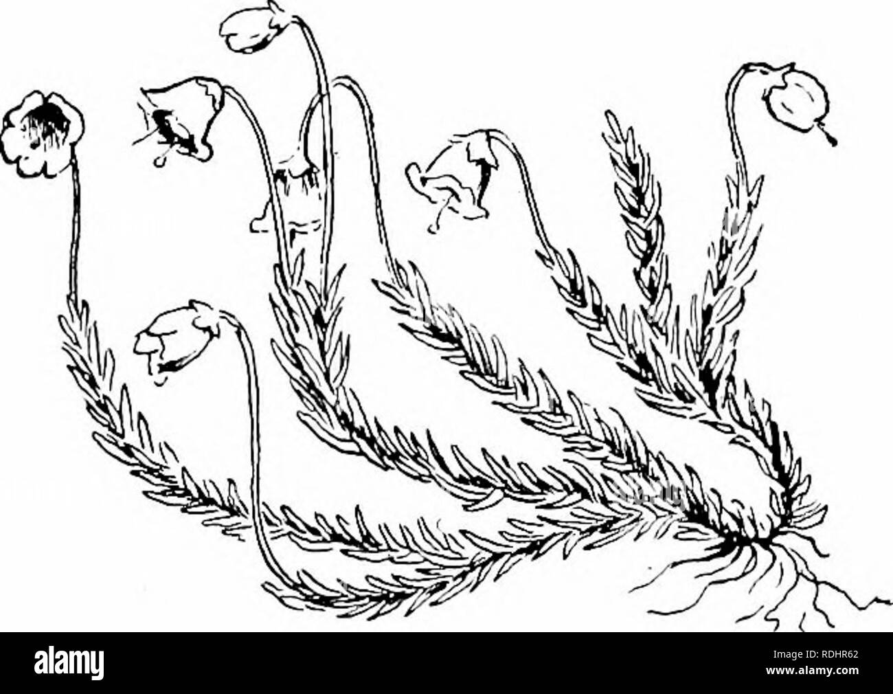 . Il nostro nord di arbusti e di come identificarli : un manuale per i veri amanti della natura . Arbusti. SWAMP LEUCOTHOE dentato, contratta alla gola. Stami dieci, in- compreso ; ovario cinque-celled, stile incluso; capsula sub- globose. CASSIOPE Casslope liypnoidt-s. Cassiope era la madre di Andromeda. Il nome non ha alcun evidente applicazione per l'impianto. Un artico-alpina, tufted, arbusto sempreverde con l aspetto di un muschio ; aumento deriva da due a quattro pollici di alta. Foglie embricato in modo lasco, lineare, acuta, piatto sopra, essere convessa- neath, un dodicesimo di un sesto di pollice lungo. I fiori sono aperte le campane, bianco o Foto Stock