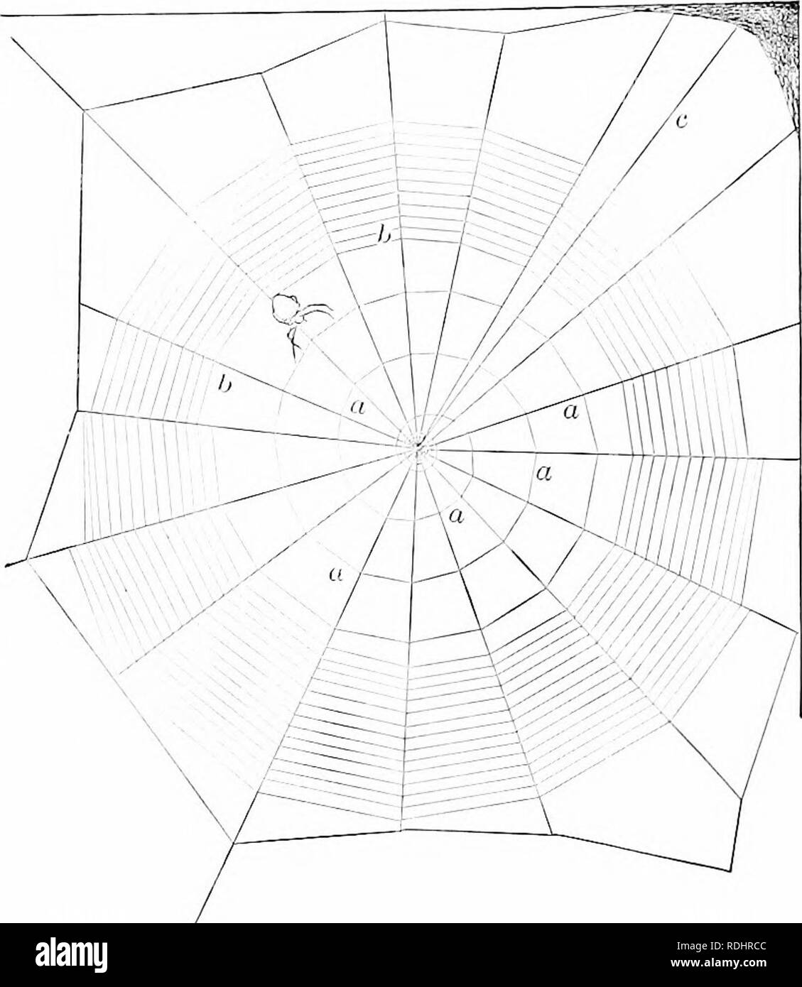 . Elementi di zoologia, di accompagnare il campo e studio di laboratorio di animali. Zoologia. 110 ZOOLOCY il Lycosidge live sulla sabbia rifiuti (Fig. 115), dove fanno buchi nel terreno rivestito di seta (Fig. 116). (3) Jumping ragni (all'tidieO--Questa famiglia include molti famihar, specie attiva di alta intelligenza. Alcuni di. Fig. 111. - Orb-wflj di Epeira. una prima linea a spirale : h, seconda linea a spirale ; c, lino a ne.st. Da Enierton. Questi di colore grajdsh vivono in case e sono riconosciute come mem- ber di questa famiglia dai loro lialf-running, semi-jumping deambulazione (Fig. 117). Il bozzolo è fissato t Foto Stock