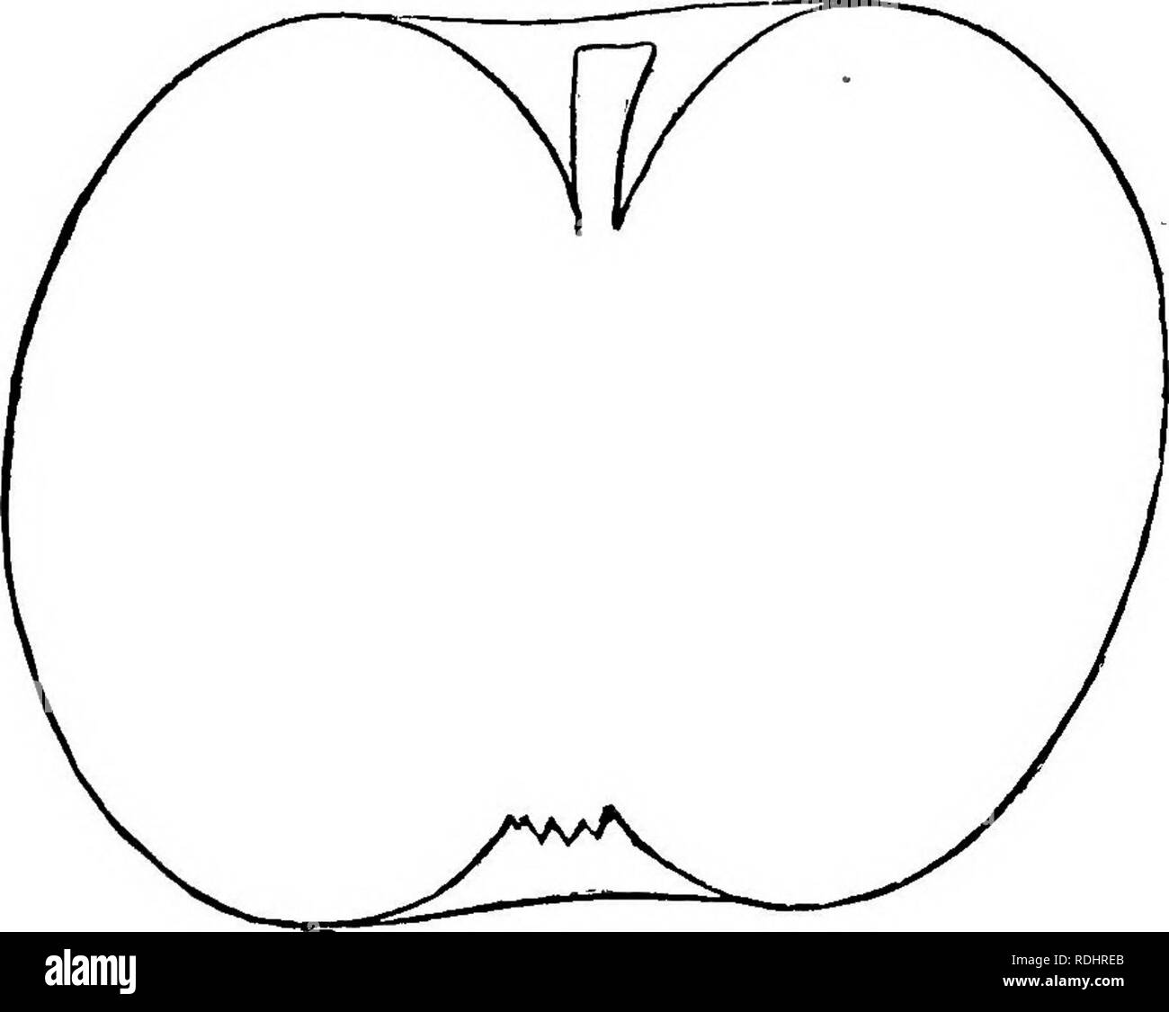 . La frutta e gli alberi da frutto di America : O, la cultura, la propagazione e la gestione, in giardino e frutteto, di alberi da frutto in generale, con le descrizioni di tutte le migliori varietà di frutta, nativi e stranieri, coltivato in questo paese . Frutta-cultura; frutta. eo APPLE.. , Newtown Pippin, Tellov. .NoRTHEEiT Spy. Questo nuovo bellissimo American frutto è uno dei la maggior parte deli- cious, fragranti e vivace di tutti in ritardo le mele. Esso ripena in gennaio, mantiene fino a giugno e i comandi sempre il più alto prezzo di mercato. L'albero è di rapida crescita verticale e reca un moderato colture. Origine It Foto Stock