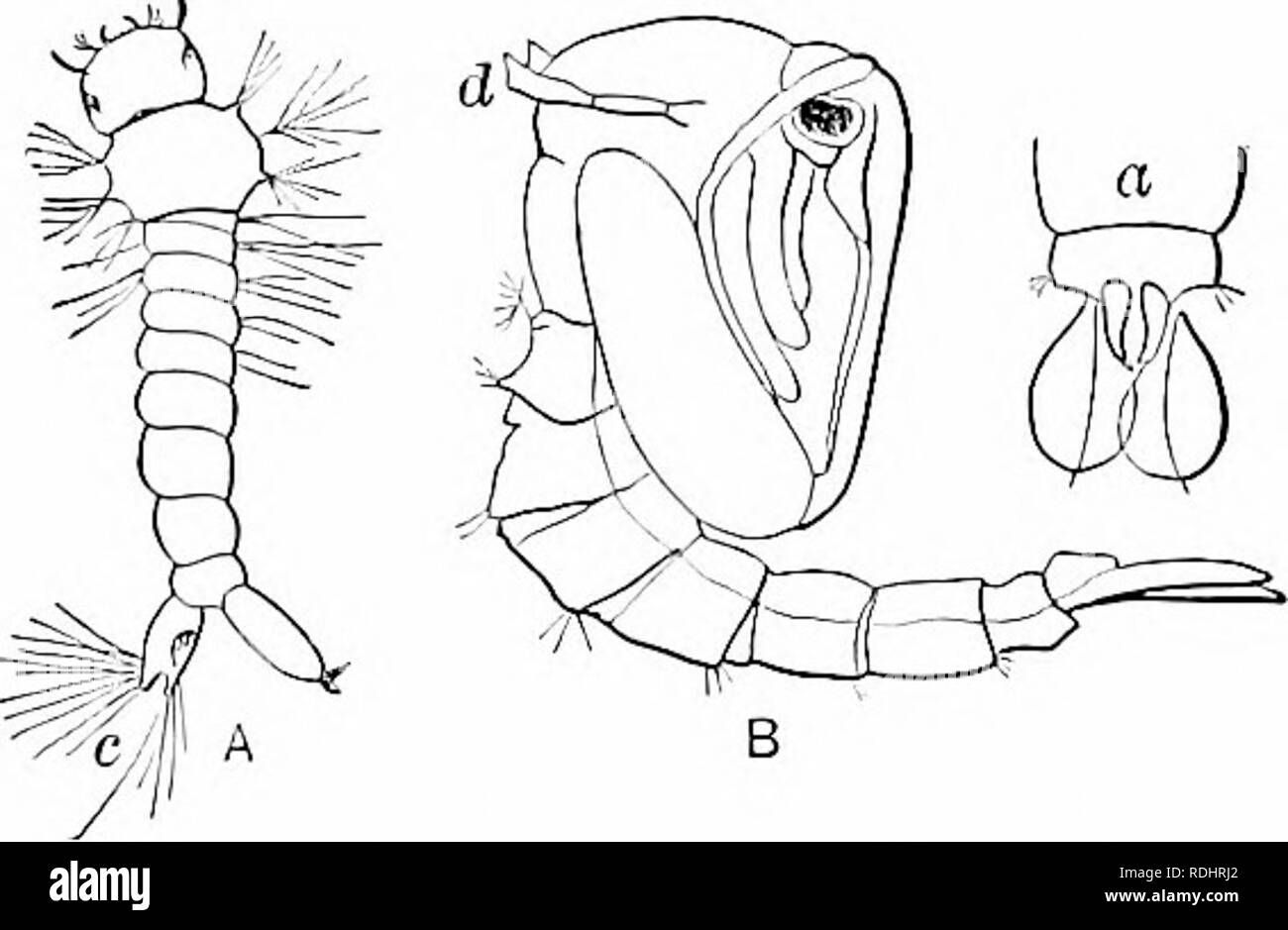 . Elementi di zoologia, di accompagnare il campo e studio di laboratorio di animali. Zoologia. Fig. 90.â Cecidomyia, la Hessian- volare, un, larva ; b, pupa. Dal " Standard Storia Naturale." Le uova sono poste in una barca-massa sagomata, che galleggia sulla superficie dell'acqua. Le larve scappano dalle estremità inferiori delle uova di casi e sono noti come " wigglers." Le larve di alcune specie resto verticalmente in prossimità della superficie dell'acqua, la testa verso il basso, con l'estremità di coda del corpo in corrispondenza della superficie dell'acqua, poiché la respirazione avviene in corrispondenza di tale estremità (Fig. 91, A, c); altre specie egli h Foto Stock