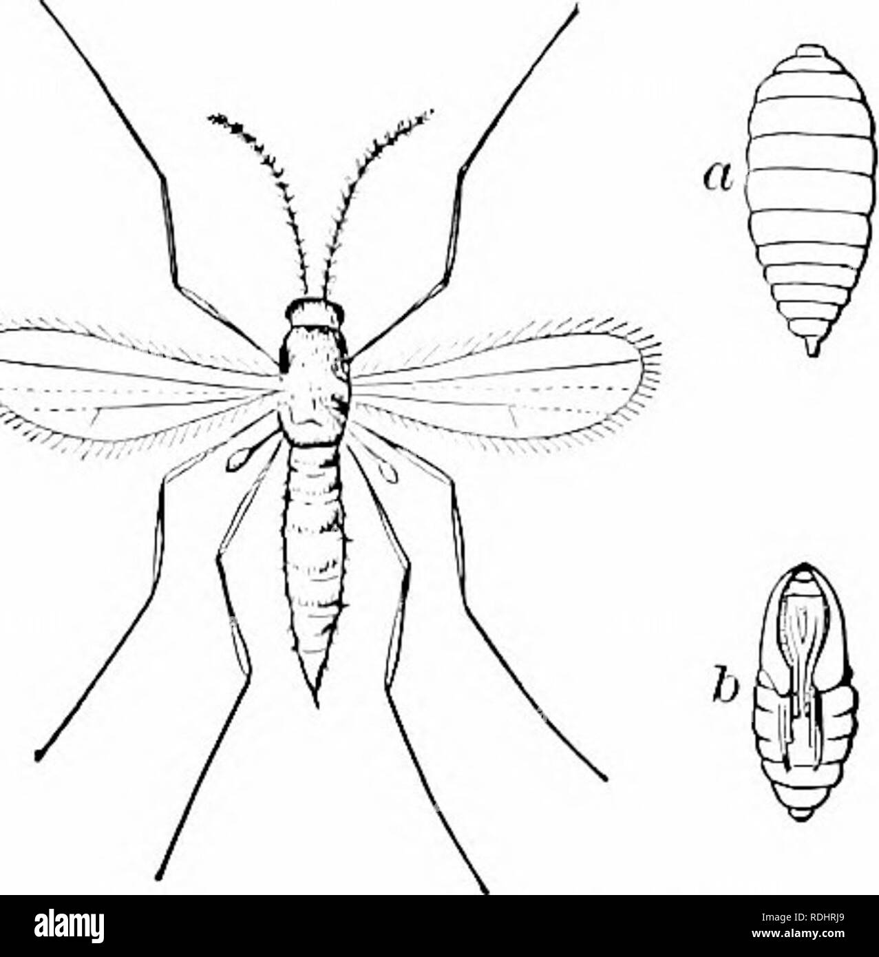 . Elementi di zoologia, di accompagnare il campo e studio di laboratorio di animali. Zoologia. Il FLY 85. Fig. 90.â Cecidomyia, la Hessian- volare, un, larva ; b, pupa. Dal " Standard Storia Naturale." Le uova sono poste in una barca-massa sagomata, che galleggia sulla superficie dell'acqua. Le larve scappano dalle estremità inferiori delle uova di casi e sono noti come " wigglers." Le larve di alcune specie resto verticalmente in prossimità della superficie dell'acqua, la testa verso il basso, con l'estremità di coda del corpo in corrispondenza della superficie dell'acqua, poiché la respirazione avviene in corrispondenza di tale estremità (Fig. 91, A, c); altri Foto Stock