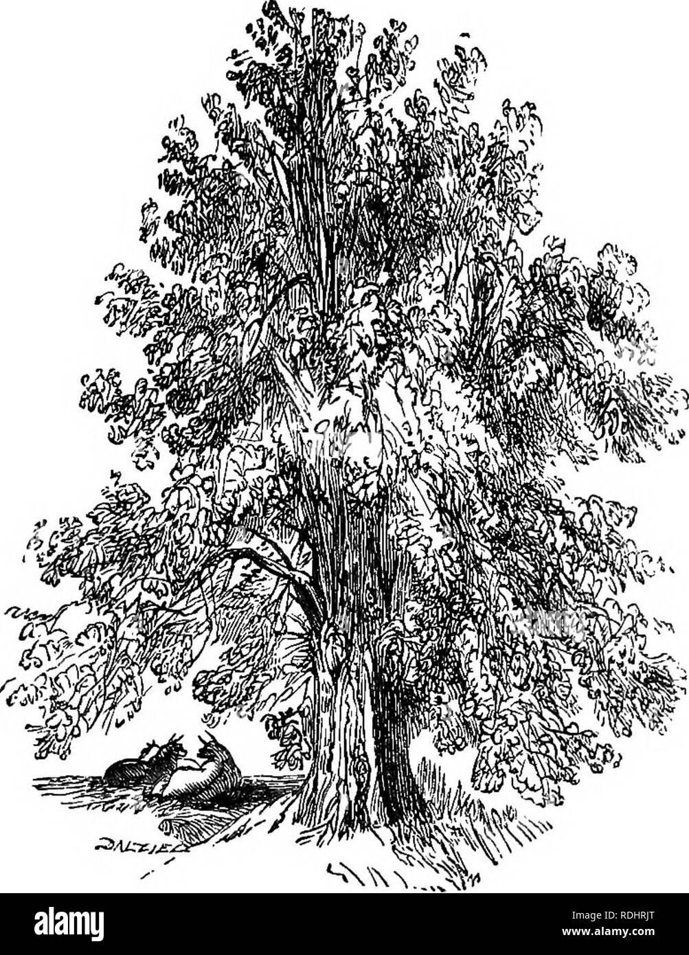 . Di un giro il mio giardino . Storia naturale. Lettera XX. FLOWEKS, E LORO MEUORIES. Un toccante sentimento consacrata lias alcune piante e alcuni alberi a coloro che hanno lasciato questa vita: il cipresso, che eleva la sua chioma nera come una piramide; il salice piangente che buste una tomba con i suoi rami pendenti; il caprifoglio, che cresce nei cimiteri più splendidamente e vigorosamente che altrove e che si diffonde un odore dolce, che sembra essere l anima del defunto espirate e ascqjiding al cielo; la pervinca, con il suo fogliame verde scuro e fiori di blu lapis, così fre Foto Stock