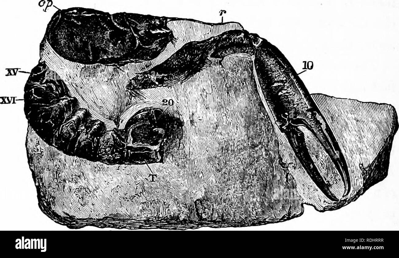 . Il gambero di fiume : introduzione allo studio della zoologia . Il gambero di fiume. 342 di distribuzione e di eziologia di astaci. e a sinistra il loro rimane nel fango del mare antico fondo. Eryma è l' onlj crostaceo che può essere certamente ascritto alla Astacomorplia, che finora è stato trovato in strati del Lias medio alla Litho-graphic ardesie; l'ultima delle quali si trovano nella parte superiore della serie Jurassic. In letti di acqua dolce del Wealden, nessun Astacomorpha sono noti, e anche se non molto grande. Fig. 81. - Hoploparia longimana (f nat. dimensioni). - Cp, carapace; r, Rostro, T, telson; xv., Foto Stock