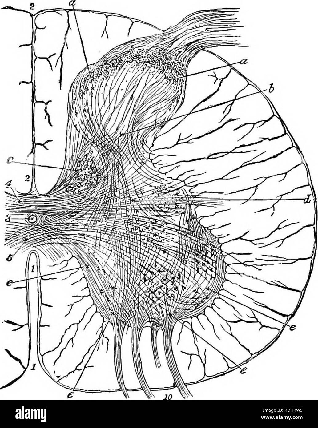 . Un libro di testo di Fisiologia Generale e anatomia. Fisiologia, comparativo, anatomia. La colonna vertebrale umana COBD 399 dorso-vcntrally, e ha un diametro medio di tre quarti di un pollice, con un lengt.h di circa diciassette pollici. È la più grande nella regione del collo dal terzo al primo vertebrse dorsale, e vi è una seconda espansione. Ptg. 187-sezione trasversale del midollo spinale; 1, fessura anteriore; 2, fessura posteriore, 3, canale centrale; 4, 5, commessure; 9, radice posteriore; 10, anteriore radice; una, e la materia grigia. Lo strato esterno è la pia mater, coprendo la materia bianca e inviare - ing in esso bloo Foto Stock