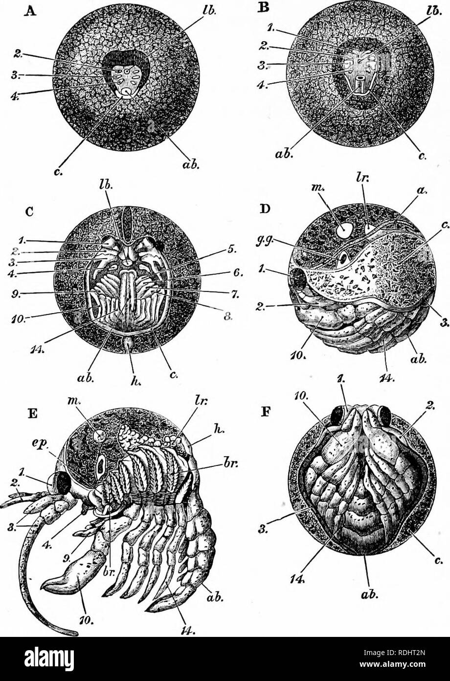 . Il gambero di fiume : introduzione allo studio della zoologia . Il gambero di fiume. Fig. 59.Astacus Jtuviatilis.-yGntj^iiX (A,B,C,F) e laterale (D, E) vedute dell'embrione nelle successive fasi di sviluppo (dopo Ratlike, x 15). Una è un po' più avanzati rispetto a l'embrione rappresentata in fig. 58, F: D, E e F sono viste del giovane gamberi di fiume quando quasi pronto per essere schiuse : in e il carapace è rimosso, e l'arti e addome sono sparse. appendici toracica; a6, addome; &amp;r, branchise; c del primo maxillipede; gg, verde premistoppa; una, cuore; lb, mandibolare muscoli. 1-14, cefalica e ca Foto Stock