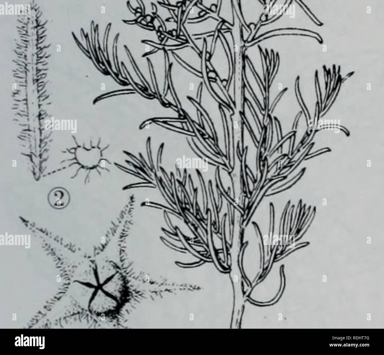 . E Er Duo Si zhi wu zhi. botanica. É¾ae"¨èDae¤ae ªâ¡å¶â¢èaeåå®¿å- çå ·é¥ç¶éå±ç©çè±è¢" ' 2.é©åé¾å°è Bassia hyssopifolia (Pall.) 0. Kuntze å"åé©ç¶åºaeè å½¢aeç¹å¾ä'å¹'çèae¬ï¼é"20-50cmï¼å ¨ae ªå¯è¢"ç°ç½è²å·ae²çé¿aeae¯ãèç"ç"ï¼èªåºé¨å aeï¼aeåï¼å''å'¦çº¢è²ãå¶aeå¹³ï¼ae"éå½¢aeae¡ç¶ae"éå½¢ï¼é¿1-2.5cmï¼å®½l-3mmï¼å ç"¯å °ï¼èé¨ae â"¢ 141 â ¢. Si prega di notare che queste immagini vengono estratte dalla pagina sottoposta a scansione di immagini che possono essere state migliorate digitalmente per la leggibilità - Colorazione e aspetto di queste illustrazioni potrebbero non perfettamente assomigliano al lavoro originale.. Wu Jian xiong. tendere meng gu ren min chu ban she Foto Stock