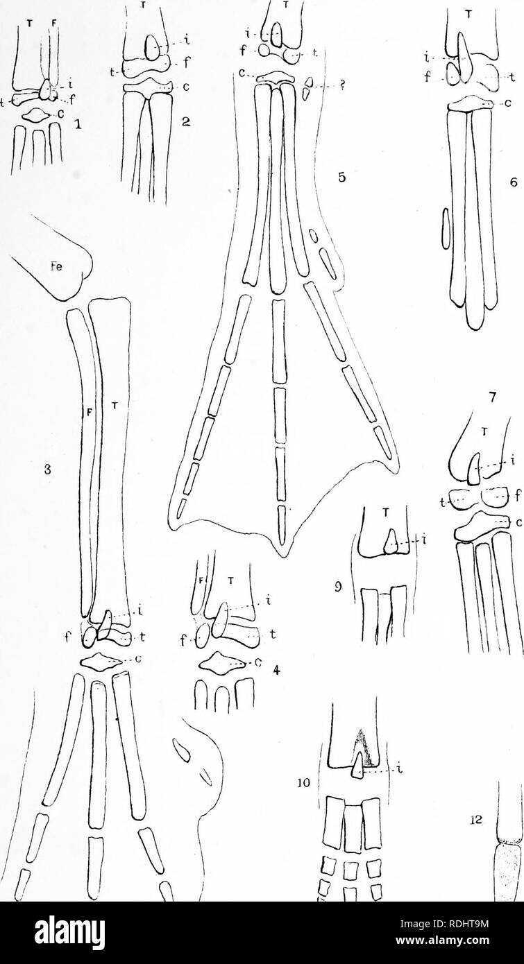 . Anniversario di memorie di Boston la società di storia naturale ; pub. nella celebrazione del cinquantesimo anniversario della fondazione della società la fondazione. 1830-1880. Storia naturale; gli Indiani del Nord America. Annivers.memorie Bost. Soc. Nat. Hist. Morse, pi .. Si prega di notare che queste immagini vengono estratte dalla pagina sottoposta a scansione di immagini che possono essere state migliorate digitalmente per la leggibilità - Colorazione e aspetto di queste illustrazioni potrebbero non perfettamente assomigliano al lavoro originale. Società di Boston di Storia Naturale. Boston, la società Foto Stock