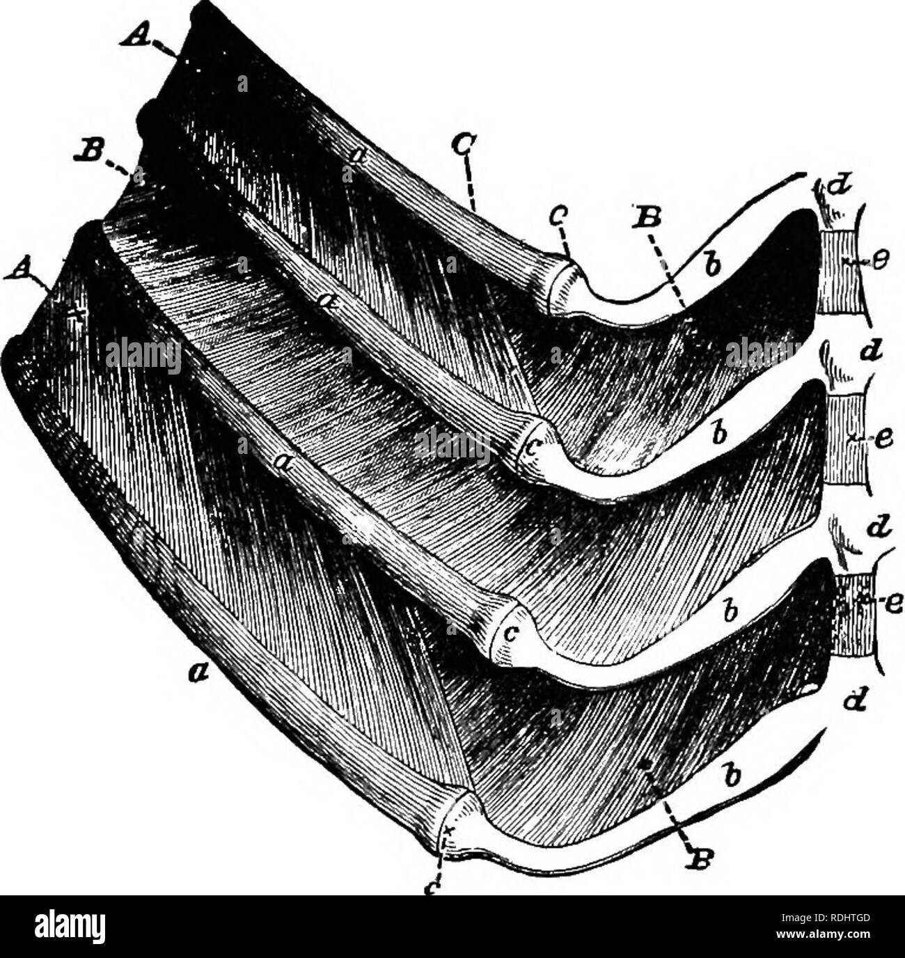 . Un libro di testo di Fisiologia Generale e anatomia. Fisiologia, comparativo, anatomia. STETTCTUKE DELLA TRACHEA 317 uno su ciascun lato del cuore e sono tenuti insieme nella parte superiore mediante due bronchi o rami principali della trachea. Se gonfiamo queste due sacche con l'aiuto del tubo di vetro e quindi legare la trachea ermeticamente, i polmoni può essere separato dalla cavità e fatto galleggiare su acqua. Questa. Fig. 147 Pettorine e muacles ; un, nervature ; 6, di cartilagini ; c, incrocio di osso e carti- lage ; (Z, porzioni ossee, ed e, cartilaginei porzioni di sterno ; un^ esterno muscoli intercostali; B interno interco Foto Stock