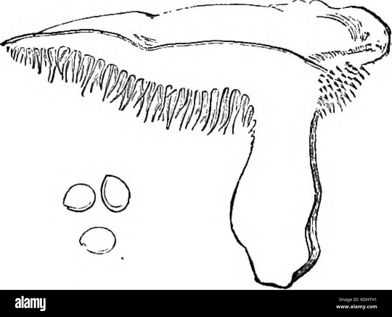 Funghi; la loro natura e usa. Funghi. 24 