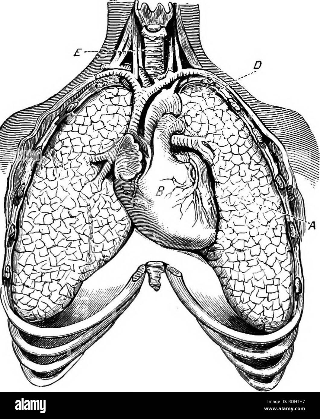 . Un libro di testo di Fisiologia Generale e anatomia. Fisiologia, comparativo, anatomia. XXI. Respirazione. L'attività di una cellula muscolare è stato visto essere dipendente da un costante rifornimento di cibo e di ossigeno. Ciò che è vero di una cellula muscolare è vero di ogni cellula nel corpo. Tutti richiedono di cibo e di ossigeno e tutti dare anidride carbonica e rifiuti. Nel nostro studio del digestivo e circolatorie. Fig. 144-posizione dei polmoni tlie nel torace; una, polmone; £, cuore; Z&GT;, arteria polmonare; £, trachea. sistemi abbiamo visto il modo in ^^•hich di cibo e di ossigeno raggiunto le cellule del bodj' e il modo in cui i rifiuti sono stati onu- 3 Foto Stock