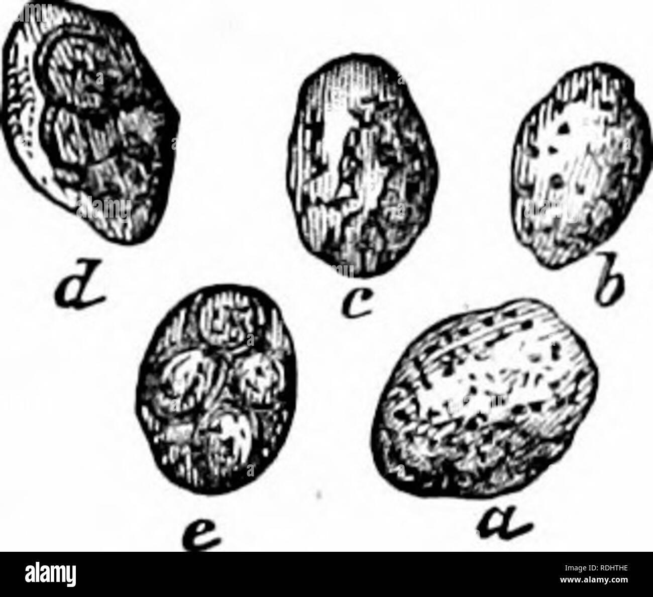. Microbi, fermenta e stampi . Batteri; funghi; fermentazione. Fig. 45.-^Ypast di birra flupprior germogliando (^x -lOU diam.). Fig. 4G.-spore di birra-lievito, in differeut piloses di deveiupment. O due parti della superficie della cellula; questi rigonfiamenti aumentare, acquisire la dimensione della cellula madre e quindi il contratto alla loro base (Fig. 45). Essi si presentano in generale sui lati della cella, più raramente sulla sua estremità. Le nuove cellule così formato presto separata dalla cellula madre e il protoplasma data fino alla sua off- Molla di quest'ultimo è sostituito da uno o due spazi vuoti, denominato vacuoli. Wh Foto Stock