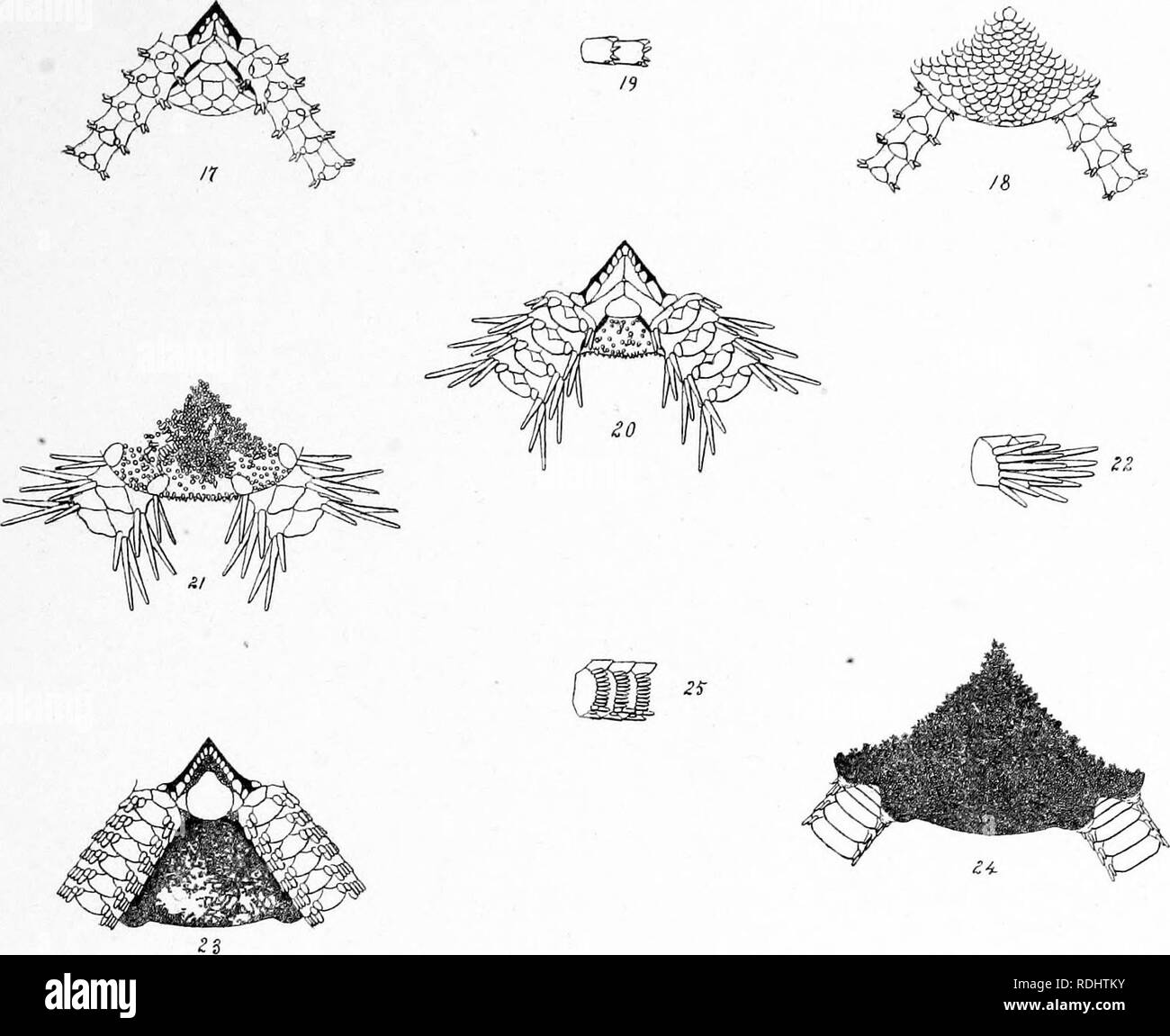 . Anniversario di memorie di Boston la società di storia naturale ; pub. nella celebrazione del cinquantesimo anniversario della fondazione della società la fondazione. 1830-1880. Storia naturale; gli Indiani del Nord America. Anniversario memorie Boston Soc. Nat.Hi?t. Lyman. PI. E. Si prega di notare che queste immagini vengono estratte dalla pagina sottoposta a scansione di immagini che possono essere state migliorate digitalmente per la leggibilità - Colorazione e aspetto di queste illustrazioni potrebbero non perfettamente assomigliano al lavoro originale. Società di Boston di Storia Naturale. Boston, la società Foto Stock