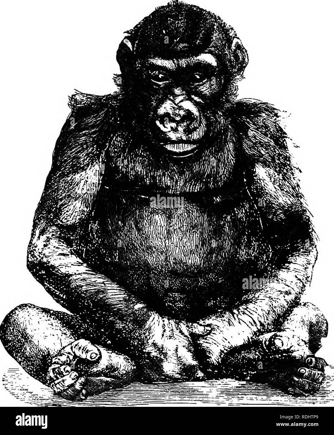 . Scimmie antropoide. Scimmie. 22 ANTHEOPOID scimmie. callosità, poiché l'animale a volte si raddoppia le dita dei piedi e corre sulla schiena di loro. Le unghie delle mani e dei piedi sono di colore nero, come tutta la loro pelle-copertura, distintamente scanalato, molto arcuata e generalmente un po' più ampio alla base rispetto davanti.. Fig. 3.-Il giovane maschio gorilla dal campione in acquario di Berlino del 1876-VY. Sulla pianta del piede si trova la zona del tacco, la sfera dell'alluce, in questo caso resem- bling la sfera di un pollice, le radici e le punte delle dita dei piedi, insieme con gli elettrodi per defibrillazione consistente di muscolo Foto Stock
