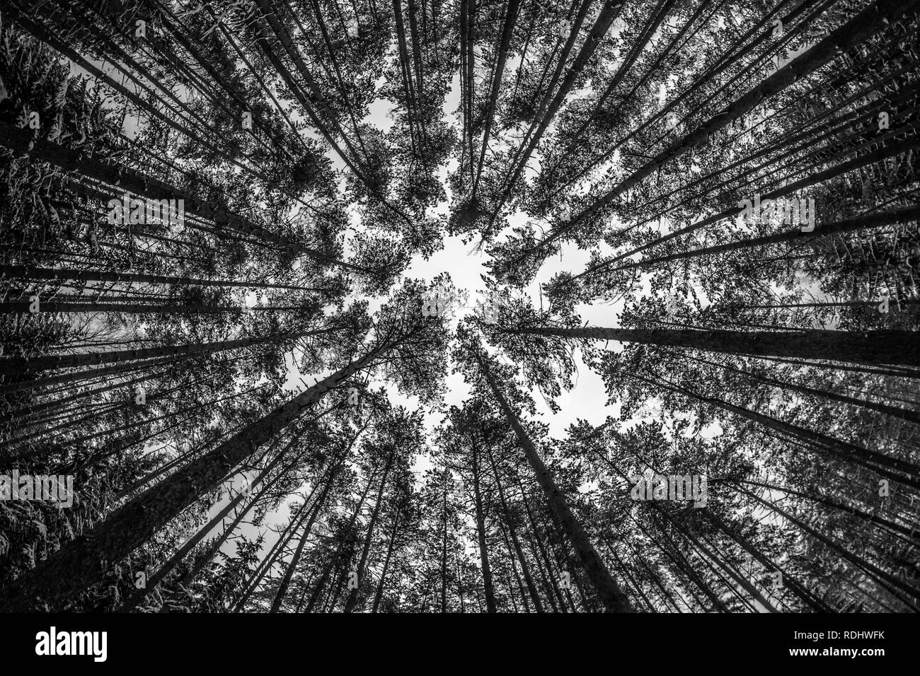 Osservando il forrest in inverno, il nero e il bianco paesaggio fotografia Foto Stock