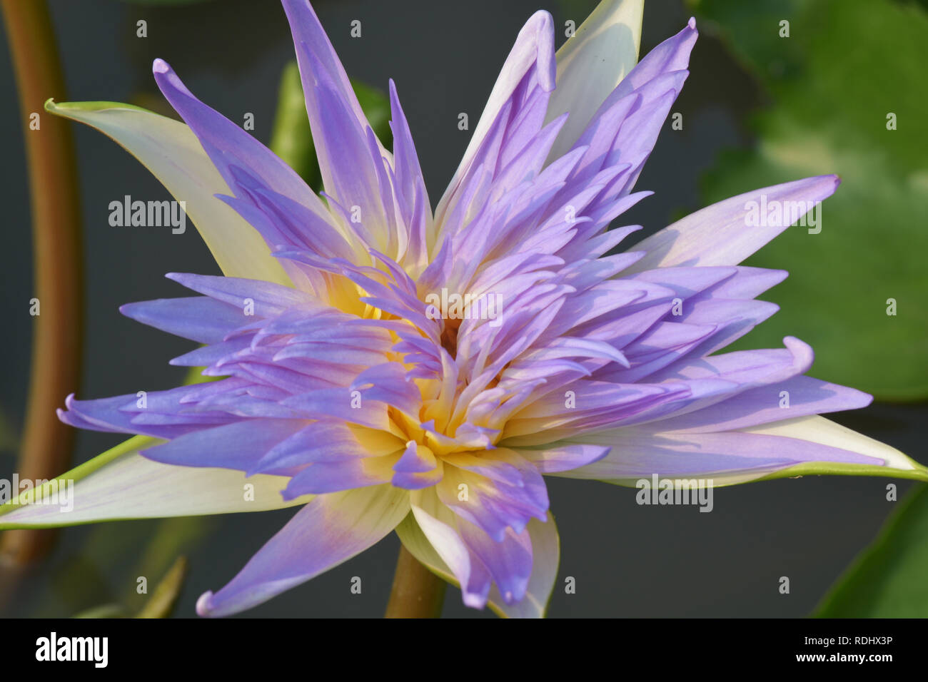 Bella Hardy giglio di acqua o fiore di loto in stagno Foto Stock