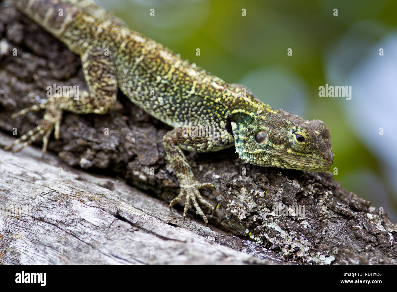 Un blu-headed tree AGAMA SA, Acanthocerus atricollis, si crogiola in Akagera National Park, il Parc National de l'Akagera, Provincia Orientale, Ruanda. Foto Stock