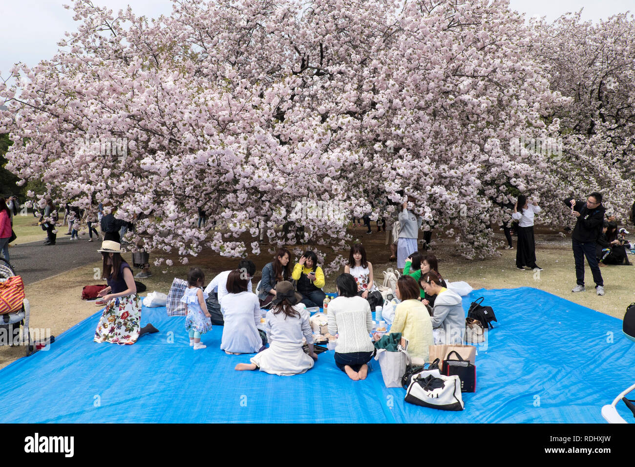 Giappone, isola di Honshu, Tokyo: picnic sotto gli alberi di ciliegio a Shinjuku Gyoen National Garden Foto Stock