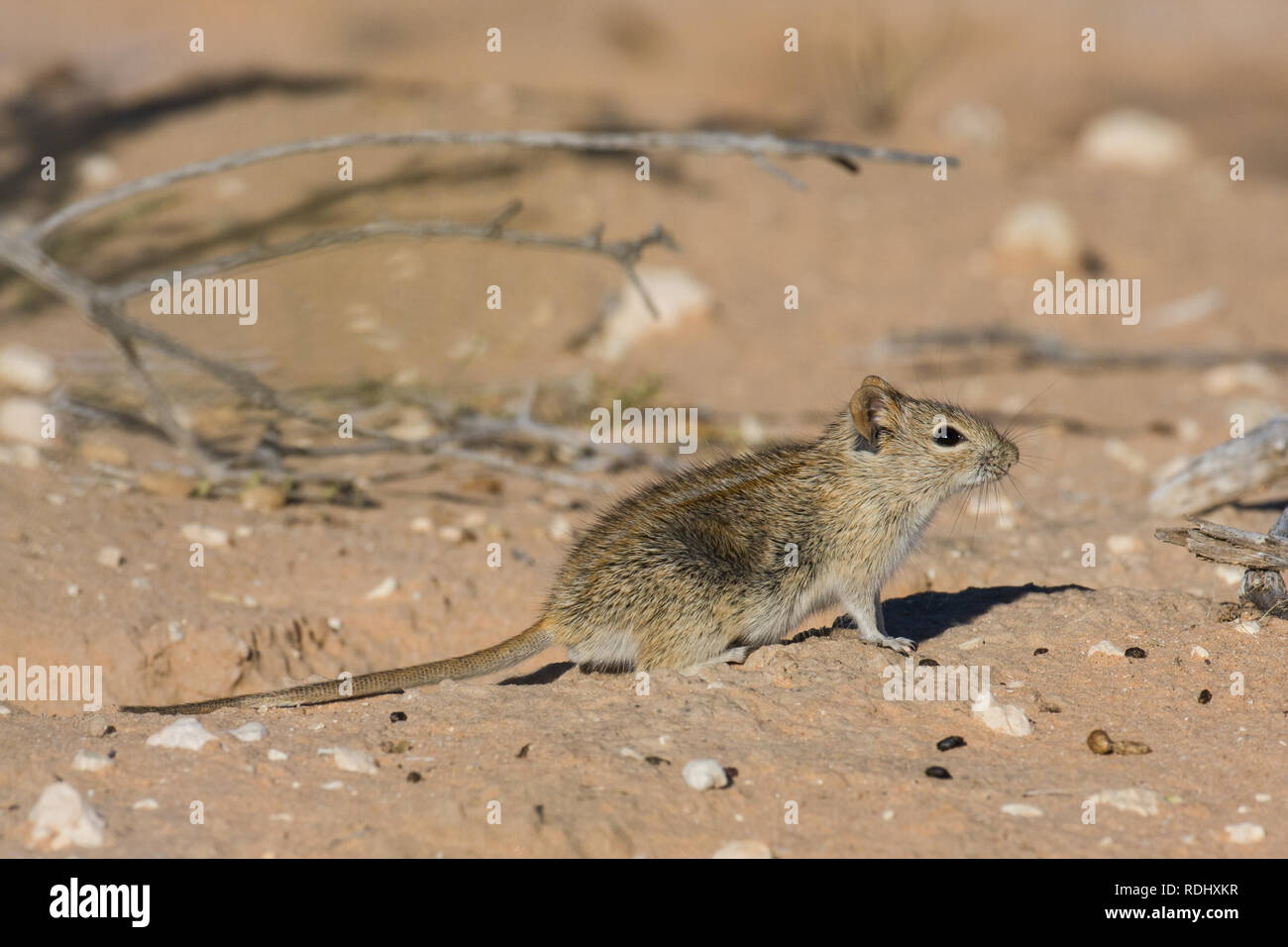 Striped mouse Rhabdomys pumilio sono comuni vita nel deserto del Kalahari Kgalagadi Parco transfrontaliero spanning il Botswana e il Sud Africa Foto Stock