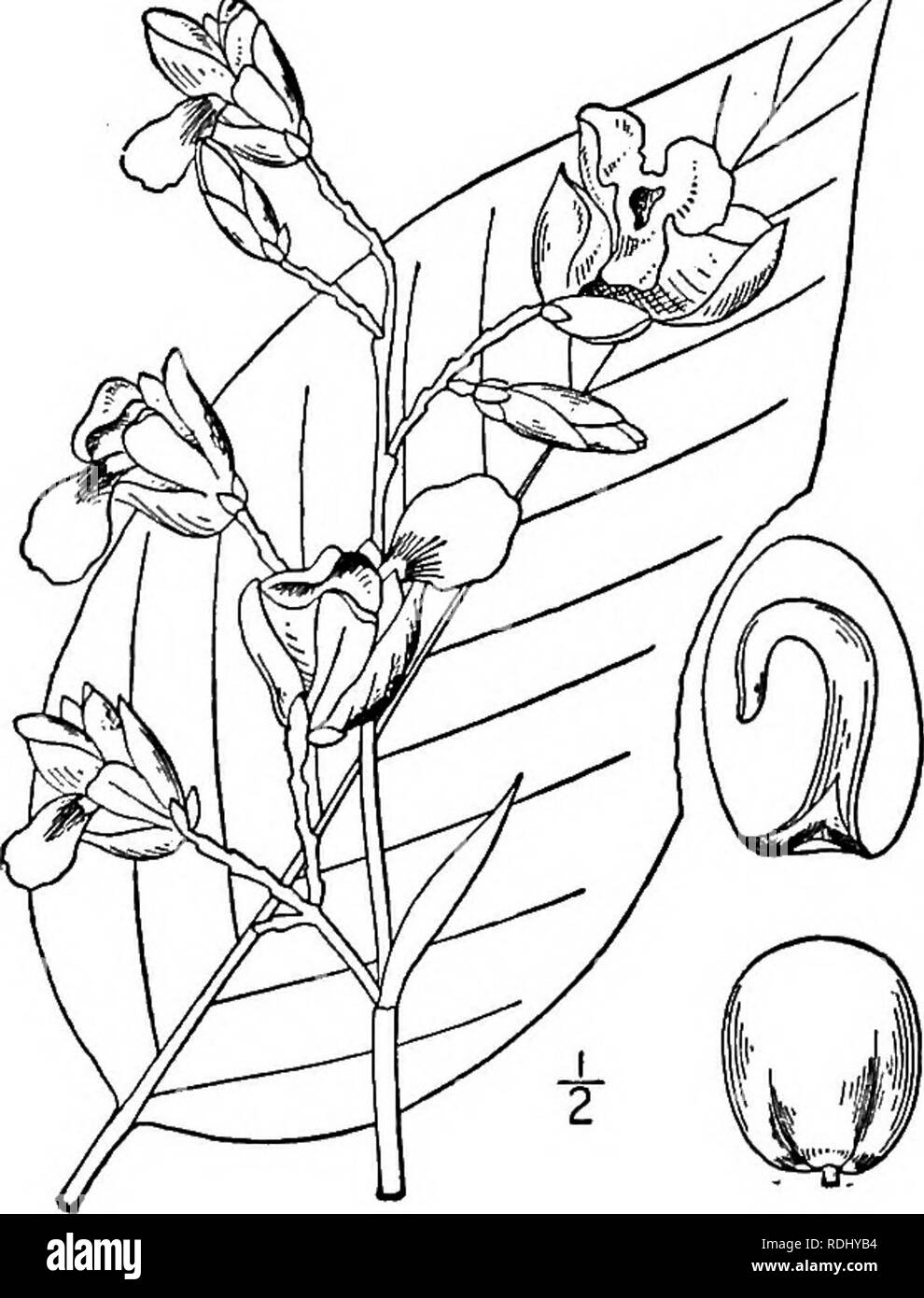 . Una flora illustrata del nord degli Stati Uniti, il Canada e la British possedimenti, da Terranova al parallelo tra il confine meridionale della Virginia, e dall'Oceano Atlantico verso ovest per il 102d meridiano. La botanica; Botanica. 546 MARANTACEAE. Vol. I. famiglia 30. MARANTACEAE Lindl. Arrow-famiglia. Nat. Sist. 1830. Alte erbe perenni, da portinnesti o tuberi o talvolta annuale, con scapose o steli frondoso, principalmente grandi tutta la lunga petioled la guaina di foglie, spesso rigonfie alla base della lama, le vene pinnate, parallelo. Fiori perfetti o talvolta poligamo, irregolare, in Foto Stock