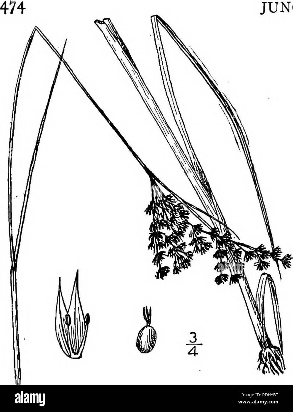 . Una flora illustrata del nord degli Stati Uniti, il Canada e la British possedimenti, da Terranova al parallelo tra il confine meridionale della Virginia, e dall'Oceano Atlantico verso ovest per il 102d meridiano. La botanica; Botanica. JUNCACEAE. Vol. I. 22. Juncus setosus (Coville) piccolo. Awn-petaled Rush. Fig. 1187. /. Marginatus setosus Coville, Proc. Biol. Soc. Nello stato di Washington 8 : 124. 1893. Juncus setosus piccole, Fl. SE. U. S. 258, 1903. Piante piuttosto lasca, tufted io°-2-£° alta, verde brillante. Steli non molto addensate alla base; foglie con guaine auriculate, alcuni- tempi abbastanza numerosi; lame Foto Stock