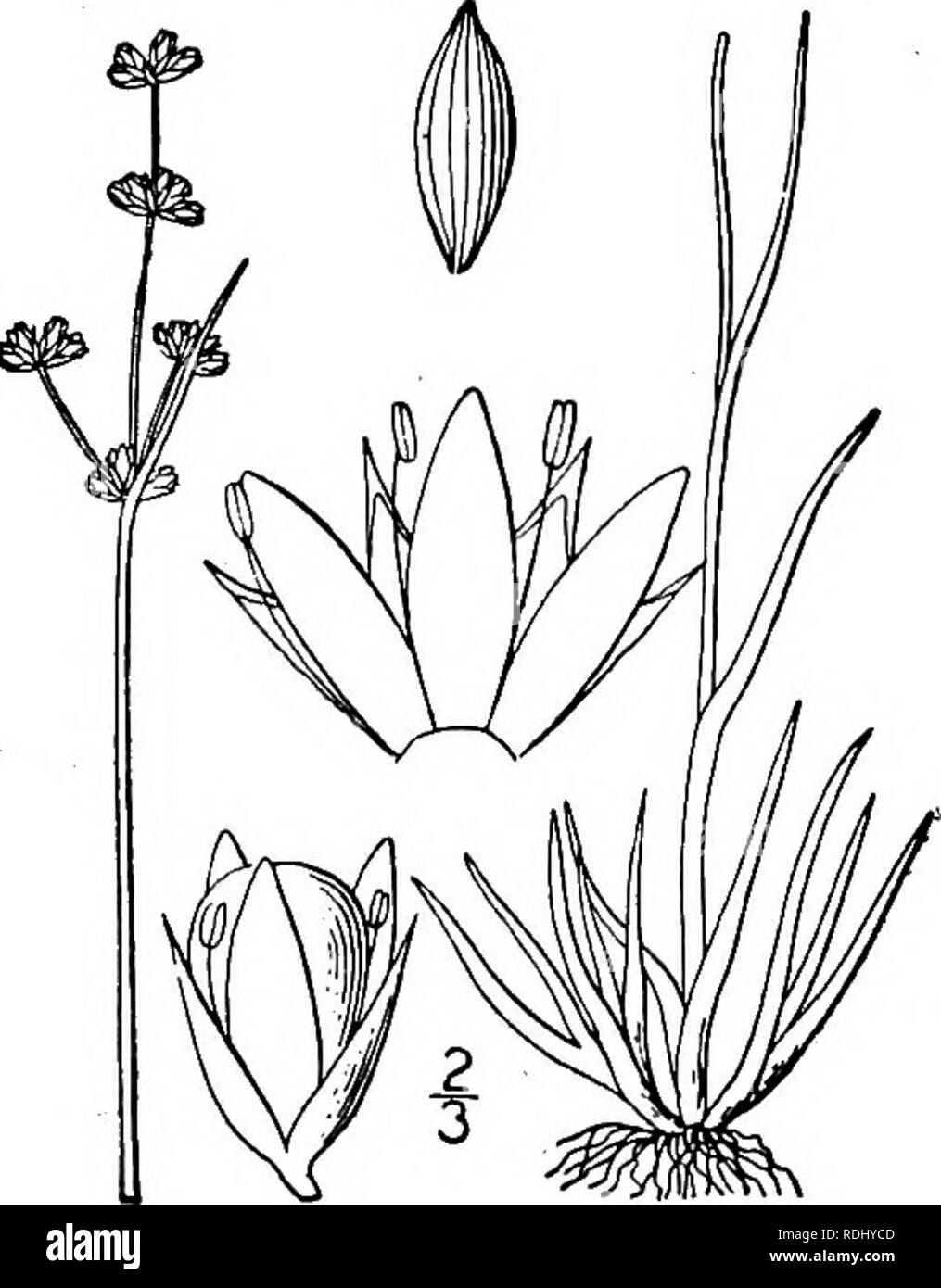 . Una flora illustrata del nord degli Stati Uniti, il Canada e la British possedimenti, da Terranova al parallelo tra il confine meridionale della Virginia, e dall'Oceano Atlantico verso ovest per il 102d meridiano. La botanica; Botanica. 19. Juncus Rostk setaceus. Awl-lasciarono il lettore RUSH. Fig. 1184. Juncus Rostk setaceus. Monog. Giugno. 13. pi. 1. f. 2. 1801. Densamente da tufted stout rootstsocks ramificazione. Steli terete, diffusione e recurved sopra, ii°-3° lunga; foglie basali tutti tranne quelli dell'infiorescenza, la guaina superiore del cuscinetto di solito una lunga lama terete simile allo stelo, ma incanalato Foto Stock