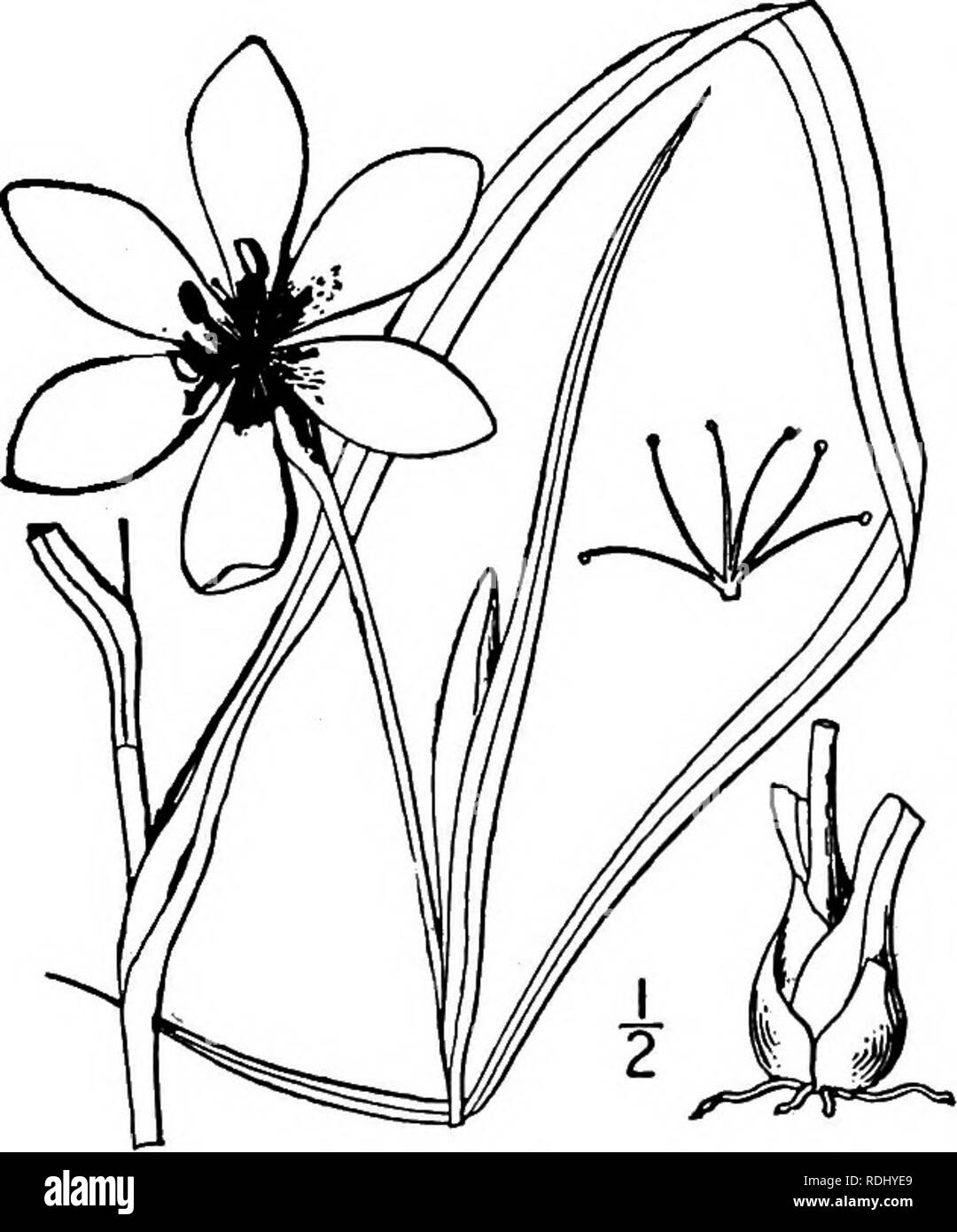 . Una flora illustrata del nord degli Stati Uniti, il Canada e la British possedimenti, da Terranova al parallelo tra il confine meridionale della Virginia, e dall'Oceano Atlantico verso ovest per il 102d meridiano. La botanica; Botanica. i. Nemastylis acuta (Bart.), erbe ern Nemastylis. Fig. 1341. Nord- Ixia acuta Bart. Fl. N. A. 2: 89. pi. 66. 1822. Nemastylis gemmiflora Nutt. Trans. Am. Phil. Soc. (Ii) 5= 157. 1833-37. Nemastylis acuta di erbe. Bot. Mag. pi. 3779- 1839-40. La lampadina di colore scuro, ovoidale, squamosa, 1' o meno a lungo. Stelo l°-2° alti, il cuscinetto 3 o 4 foglie, 3'-io' lungo, li"-2$" w Foto Stock