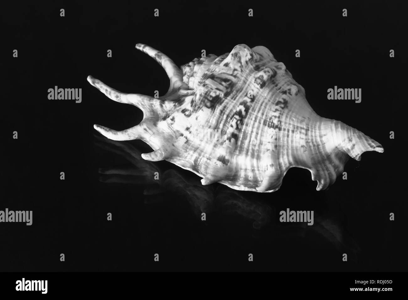 Sullo sfondo scuro della bella conchiglia di mare forma di fantasia. Immagine in bianco e nero Foto Stock